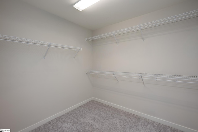 spacious closet featuring carpet