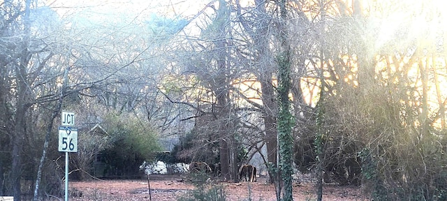 view of local wilderness