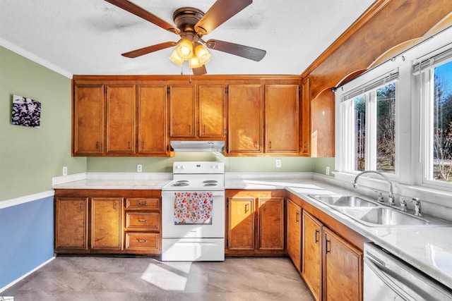 kitchen with white range with electric stovetop, dishwasher, sink, ceiling fan, and crown molding