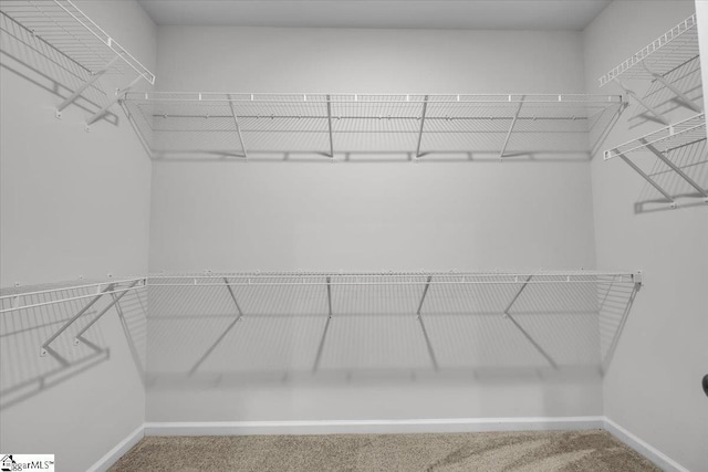 spacious closet featuring carpet flooring