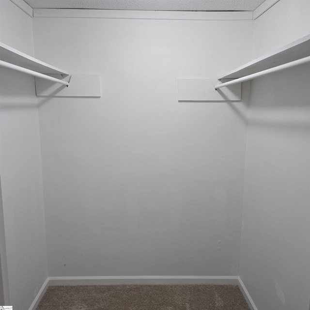 spacious closet featuring carpet