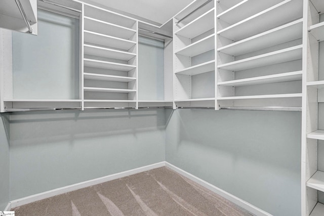 walk in closet featuring carpet flooring