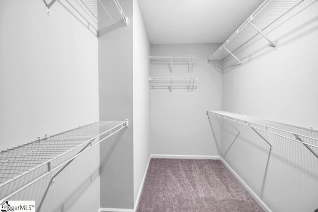 spacious closet featuring carpet flooring