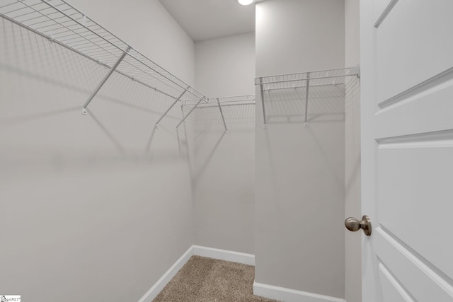 walk in closet with carpet flooring