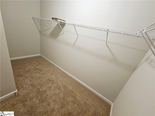 spacious closet with carpet flooring