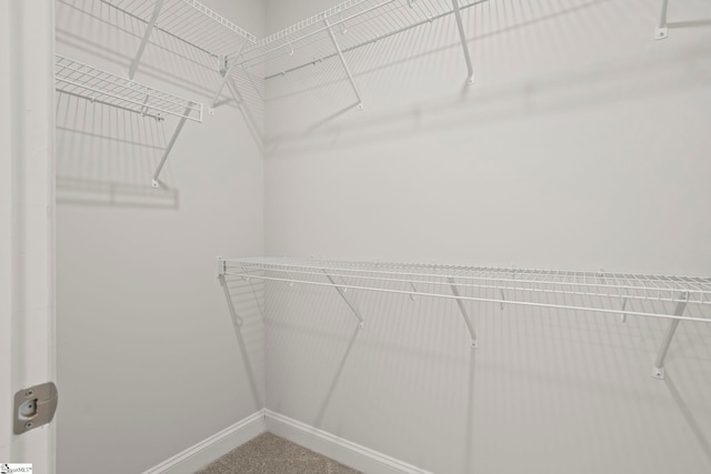 walk in closet featuring carpet