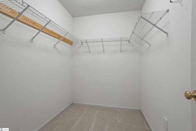 spacious closet featuring carpet