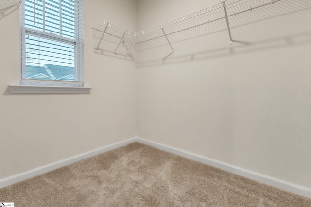 walk in closet featuring carpet floors