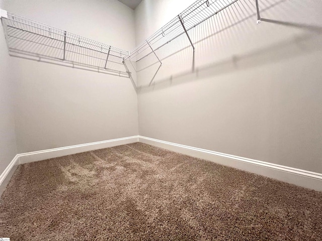 walk in closet with carpet flooring