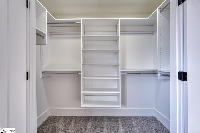 walk in closet featuring carpet flooring