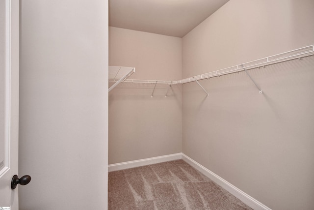 walk in closet with carpet floors