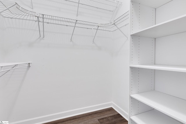 spacious closet featuring dark wood-type flooring