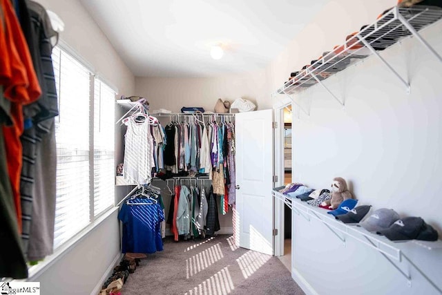 walk in closet with carpet floors