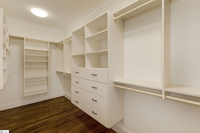 walk in closet with dark wood-style floors