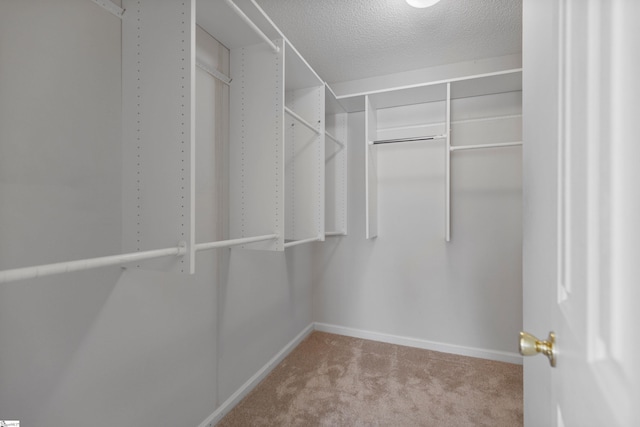 spacious closet featuring carpet flooring