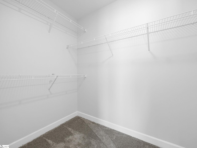 spacious closet with carpet