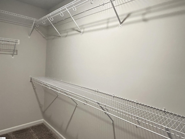 walk in closet with carpet flooring