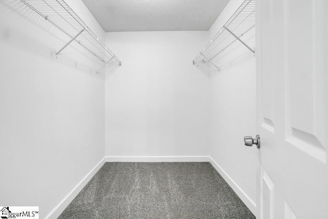 walk in closet featuring carpet floors