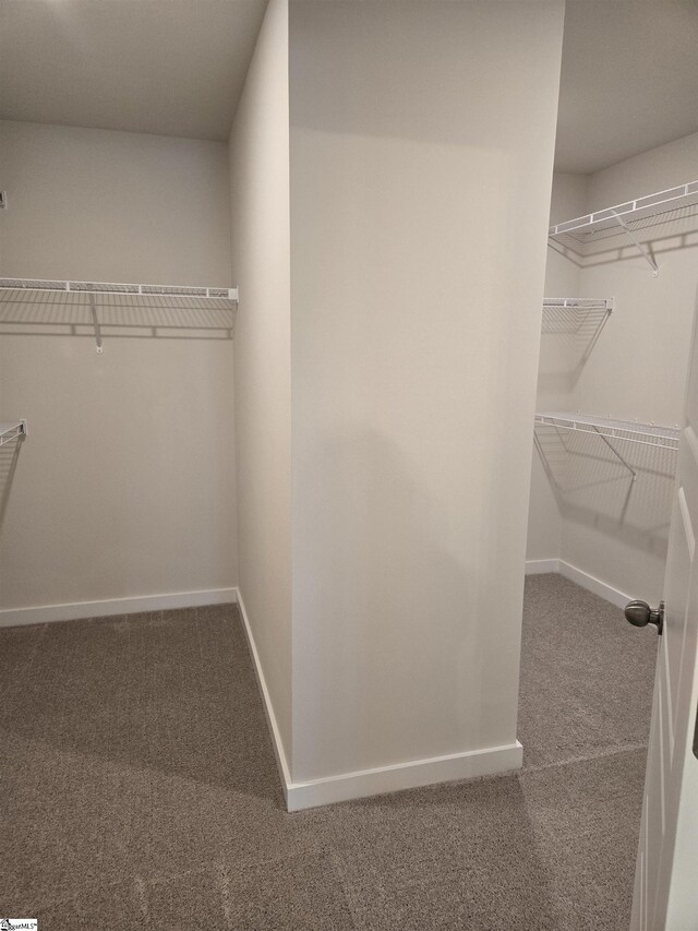 spacious closet featuring carpet flooring