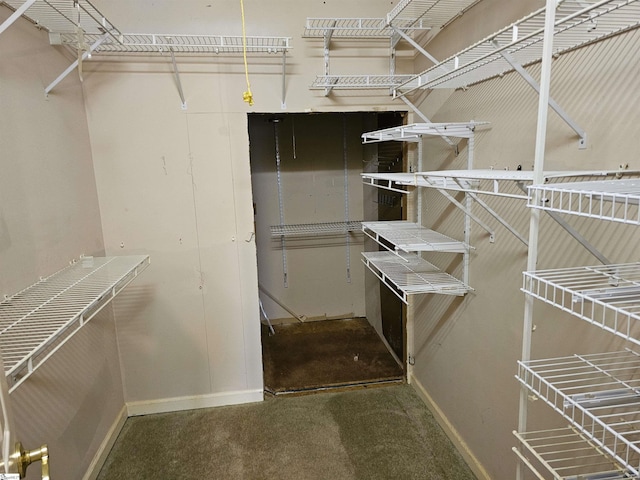 spacious closet featuring carpet floors