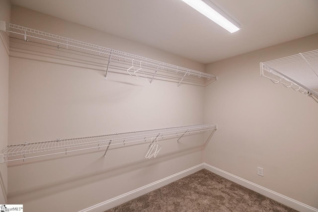 walk in closet with carpet