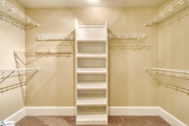 walk in closet with carpet flooring