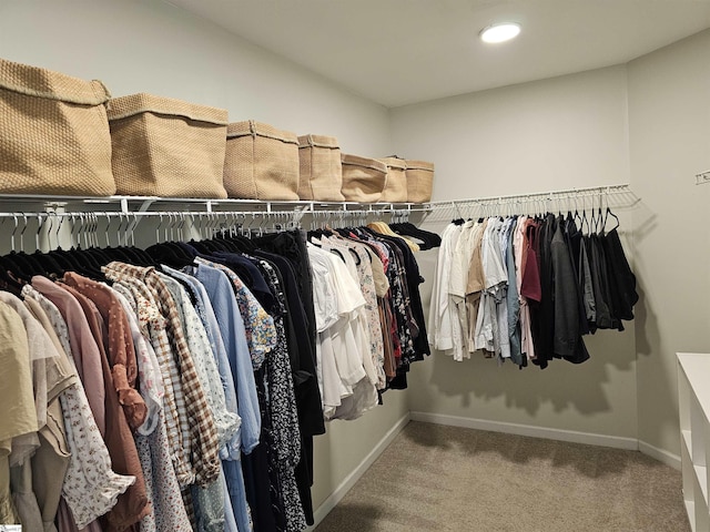 spacious closet featuring carpet