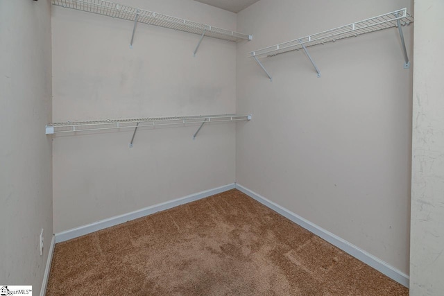 walk in closet featuring carpet floors