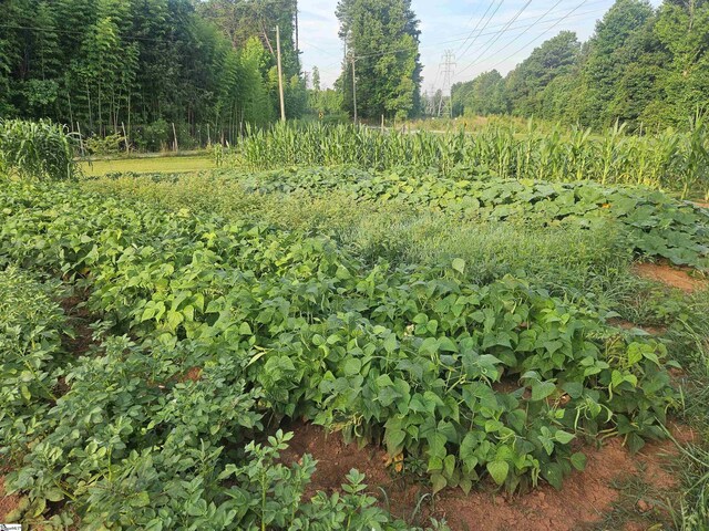 view of local wilderness