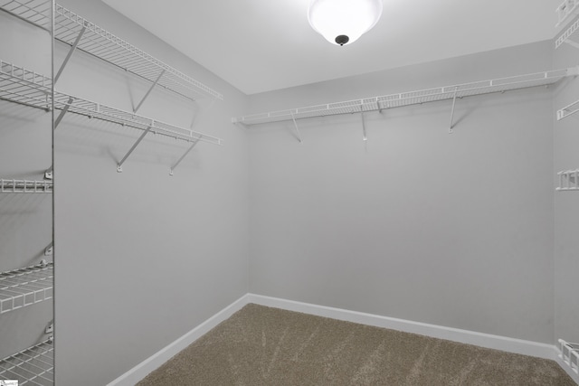 spacious closet featuring carpet floors