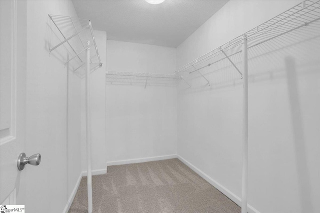 walk in closet featuring carpet floors