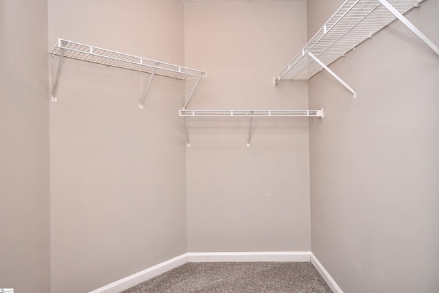 walk in closet with carpet flooring