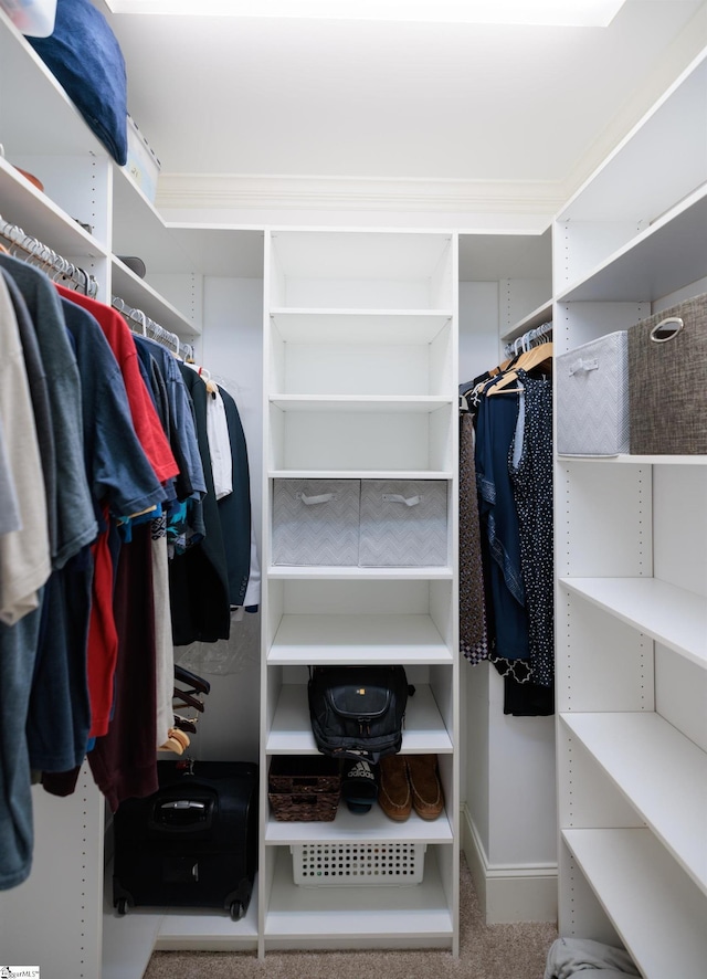 walk in closet with carpet floors