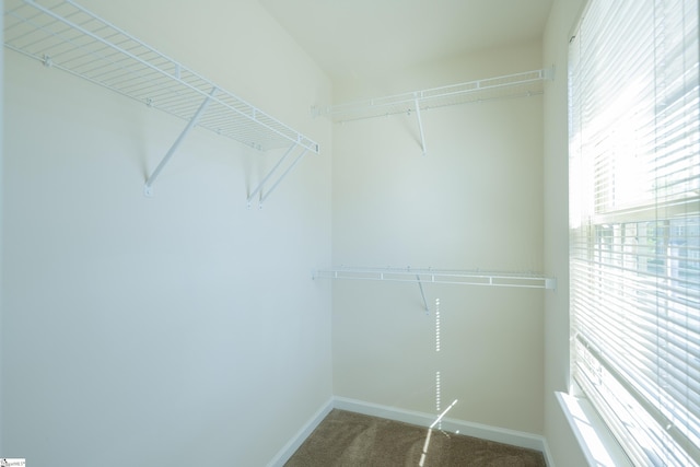 spacious closet featuring carpet
