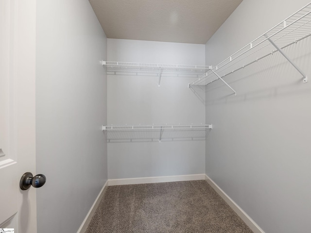 walk in closet featuring carpet flooring