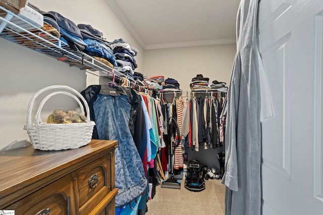 walk in closet featuring carpet floors