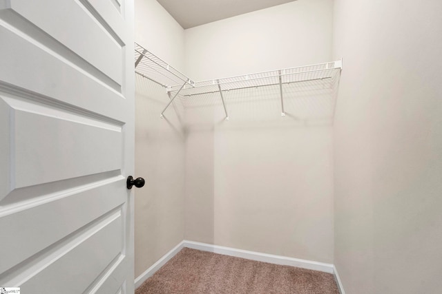 walk in closet featuring carpet flooring