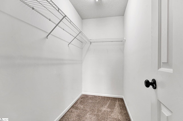 spacious closet with carpet floors