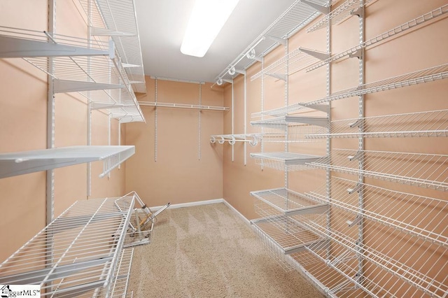 spacious closet featuring carpet