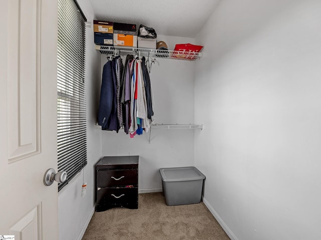 spacious closet featuring carpet