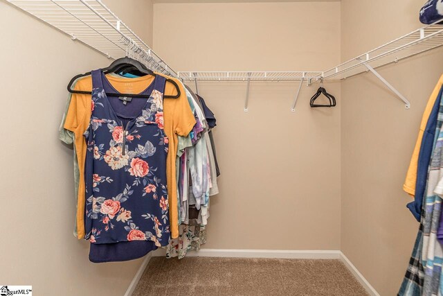 spacious closet featuring carpet floors