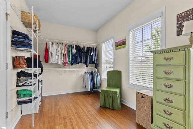 101 Belgian Blue Way, Fountain Inn, SC 29644 - walk in closet with light wood finished floors