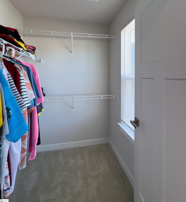 spacious closet featuring carpet floors
