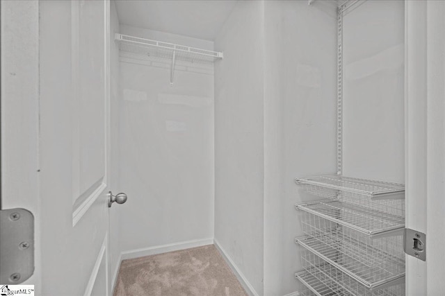 spacious closet featuring carpet floors