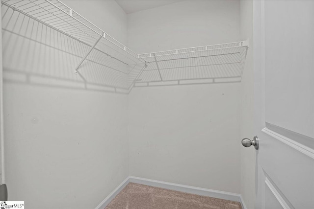 walk in closet featuring carpet