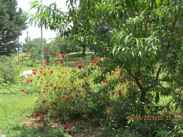 2551 Compton Bridge Rd, Inman, SC 29349 - view of yard