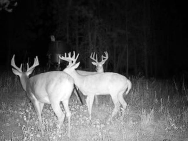 4110 Cemetery Rd, Springdale, WA 99137