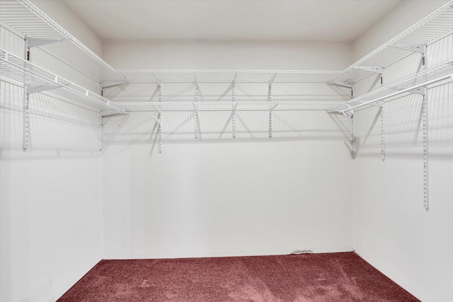 walk in closet with carpet floors