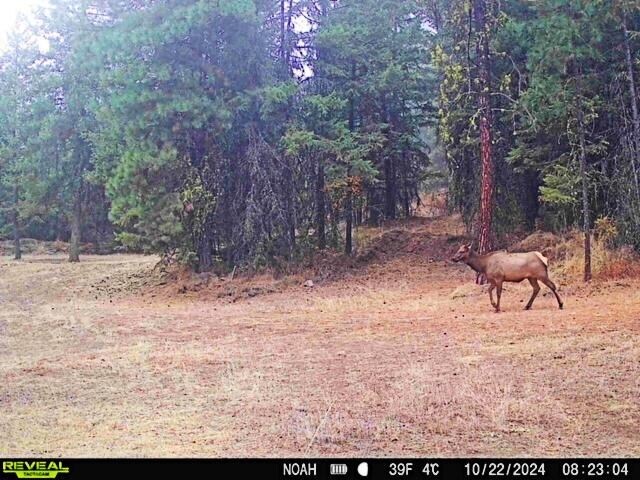 1631Q Bonanza Hill Rd, Evans, WA 99126 - photo 17