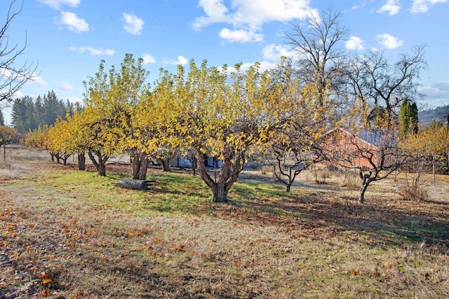 view of yard featuring a rural view